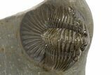 Pair Of Beautiful Scabriscutellum Trilobite - Multi-Toned Shell #310135-2